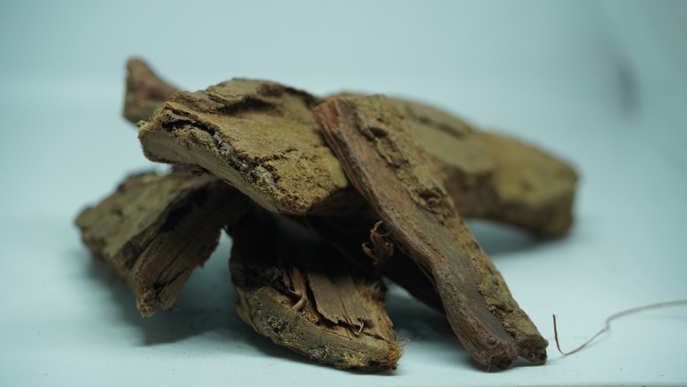 ASHOKA TREE BARK - SARACA ASOCA / அசோக மர பட்டை (अशोक की छाल)