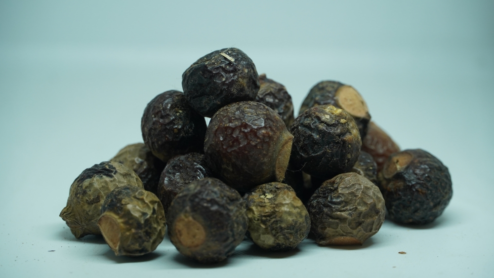 BOONTHI KOTTAI - CAESAlPINIA BONDUC / பூந்தி கொட்டை (कटकरंजन)