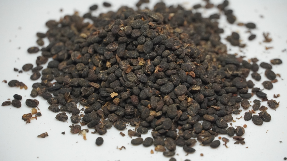 SAMBANGI VITHAI - MICHELIA CHAMPAK/ CHAMPAK SEEDS /சம்பங்கி விதை (चंपा बीज)