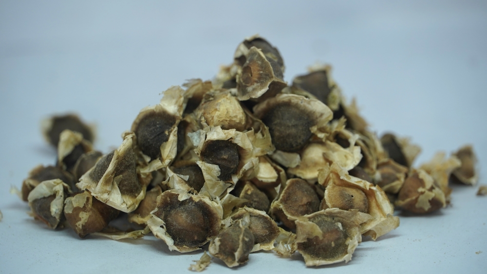 THOGAI’S-”MURUNGA VITHAI”-MORINGA OLEIFERA/DRUMSTICK SEED/முருங்கை விதை / MURUNGAI VITHAI/अहिजान/मूँग / सेंजन / AHIJAN, MUNAGA / SENJANA / MURINGAI/MOCHAKAMU/MULAGA/MULAGA CHETTU