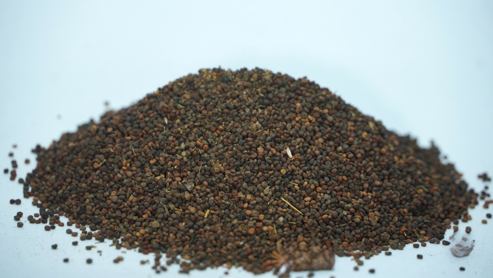 THOGAI’S-”NAAI KADUGU”-ERUCASTRUM GALLICUM / DOG MUSTARD / நாய் கடுகு