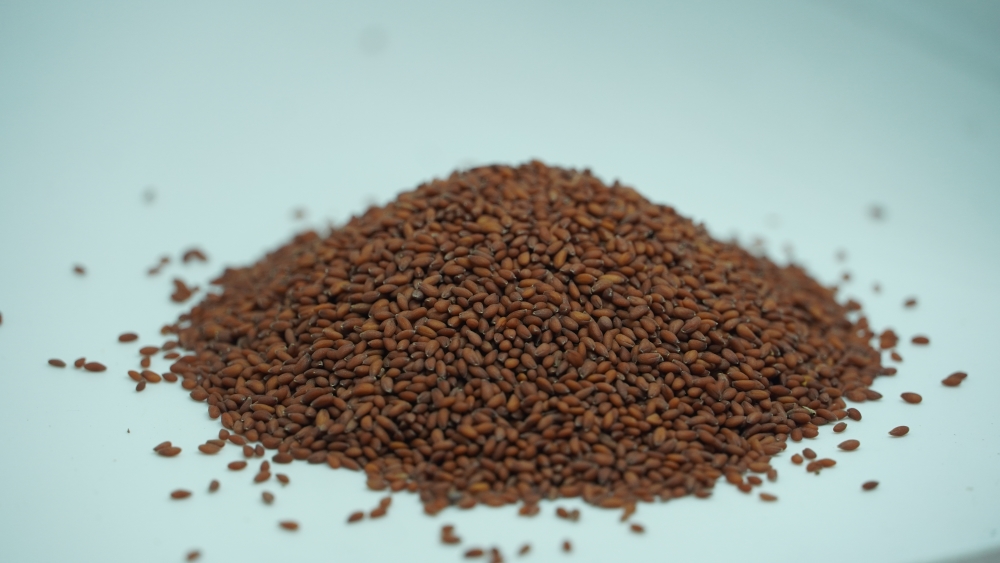 HALIM / SALIYA SEEDS - ஹலிம் / சாலியா விதை / LEPIDIUM SATIVUM / GARDEN CRESS SEEDS