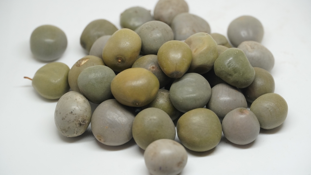 KALARCHIKAI - கழற்சிக்காய் (तालमखाना) / HYGROPHILA AURICULATA / SMALL WATER PLANTAIN