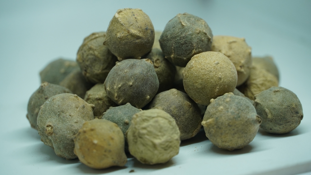 MAASIKAI - மாசிக்காய் (माजूफल) / QUERCUS INFECTORIA / GALL OAK / NUTGALL