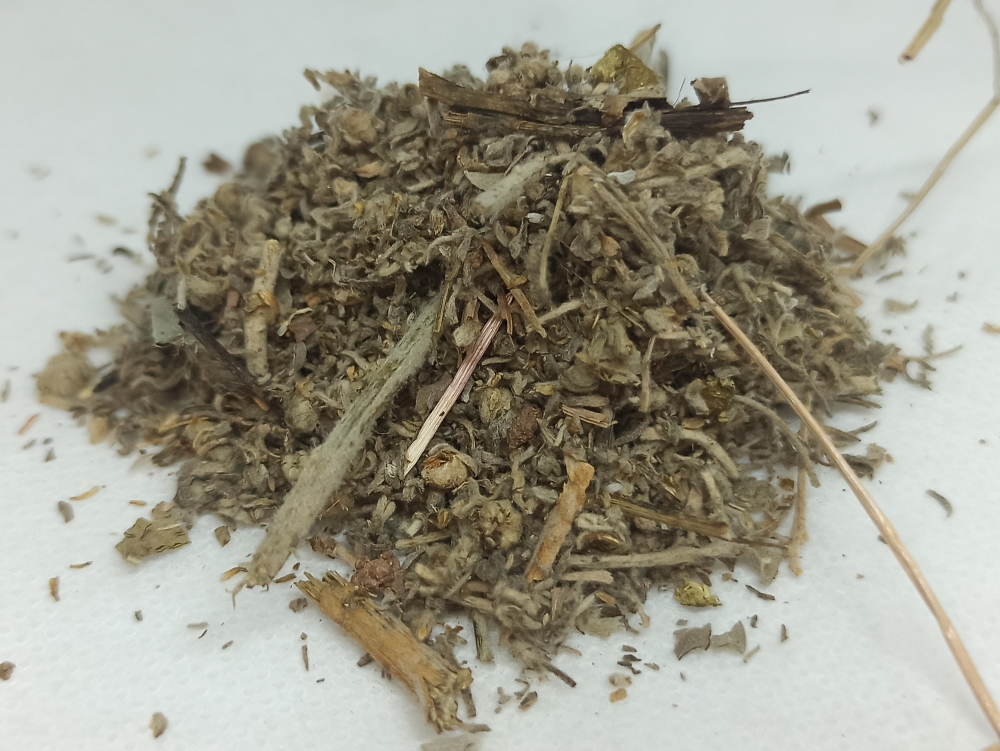 MARIKOLUNDU - மரிக்கொழுந்து (नागदौन) / MUGWORT / ARTEMISIA VULGARIS