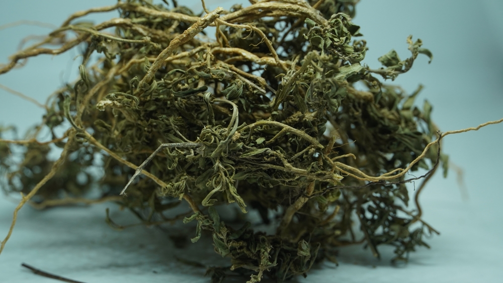 THOGAI’S-”ORITHAL THAMARAI”- HYBANTHUS ENNEA SPERMUS/GREENVIOLET / SPADE FLOWER/ஓரிதழ் தாமரை / ORITHAL THAMARAI/रतन पुरुष / RATAN PURUSH / ORILAI THAMARAI/RATANPURUSHA