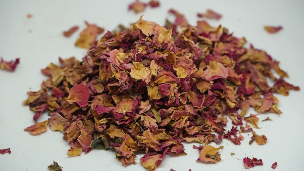 PANEER ROSE - பன்னீர் ரோஜா (पनीर गुलाब) / INDIAN FRAGRANT ROSE