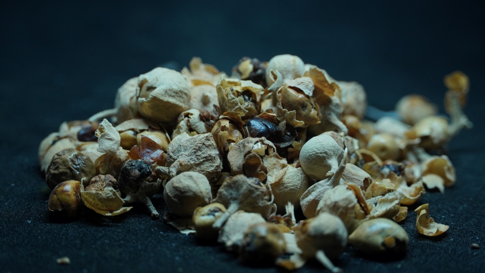 THOGAI’S-”PANNIR POO”-INDIAN RENNET FLOWER DRIED/WITHANIA COAGULANS DUNAL/PANEER POO/ பன்னீர் பூ/PANEER PHOOL / PANEER DODA/PANNERU-GADDA