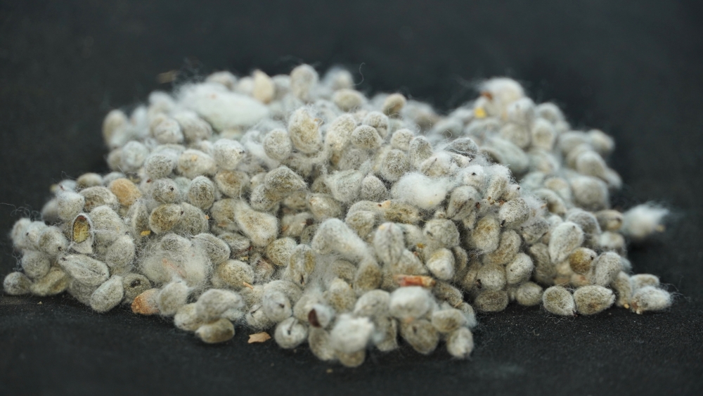 THOGAI'S-”PARUTHI KOTTAI”- COTTON SEED/பருத்தி கொட்டை/GOSSYPIUM HIRSUTUM/GOSSYPIUM BARBADENSE/GOSSYPIUM ARBORETUM/GOSSYPIUM HERBACEUM