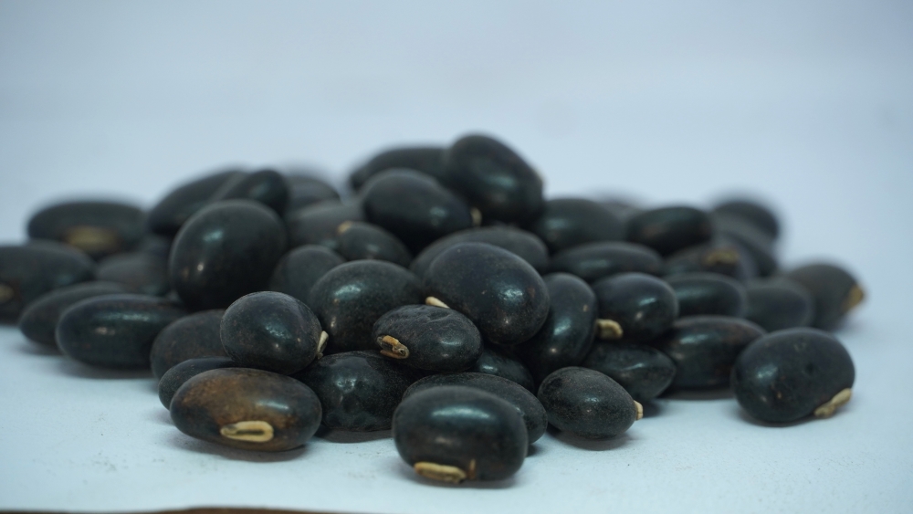 THOGAI’S- *POONAI KAALI*- POONAIKALI / FABACEAE / MUCUNA PRURIENS / VELVET BEAN / பூனைக்காலி  / നായ്ക്കരണ / NAIKKURAN / దూలగొండి / DULAGONDI / जंगली / JANGALI