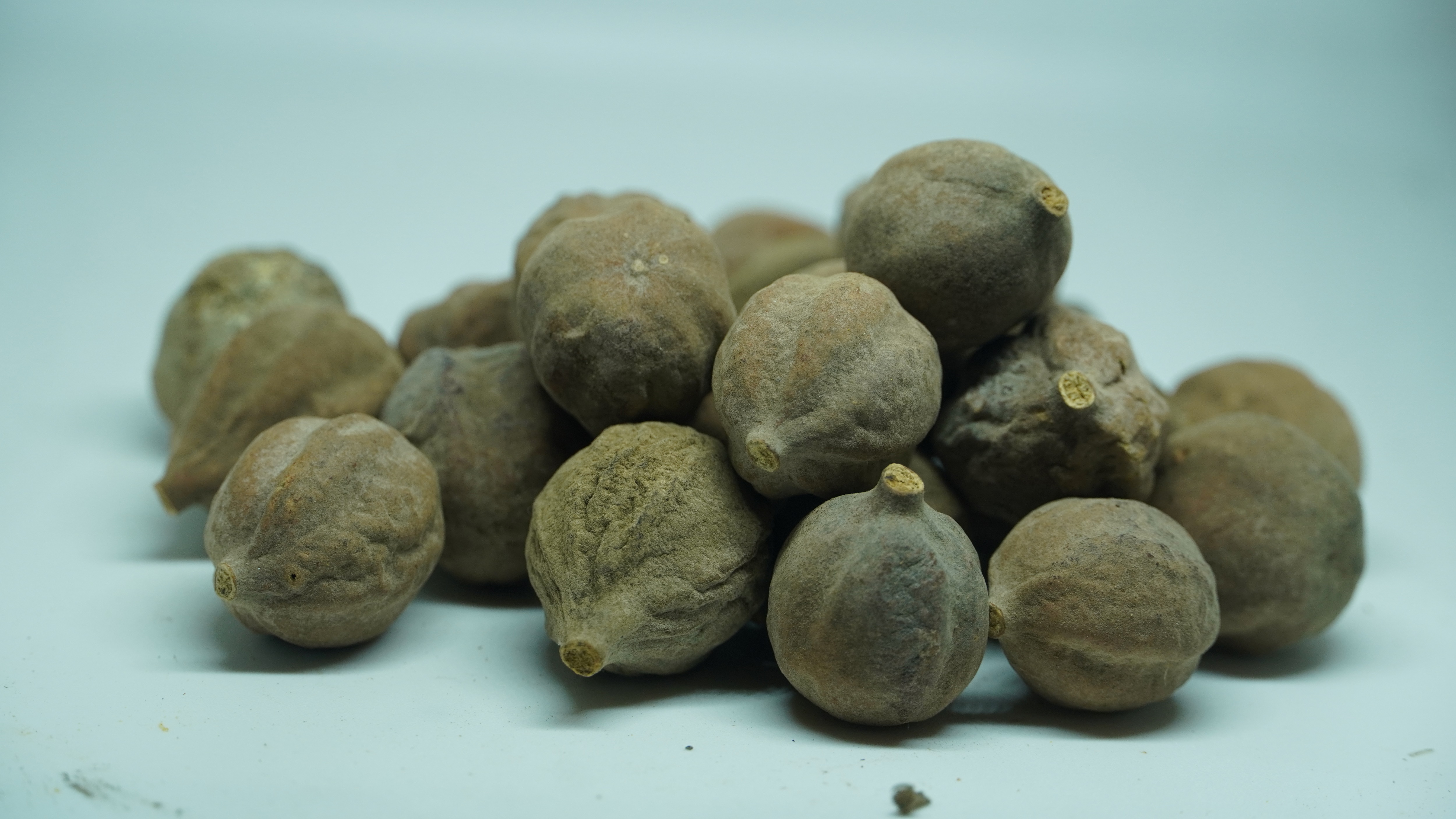 THOGAI’S-”THAANDRI KAI”-TERMINALIA BELLIRICA/BELERIC/தான்றிக்காய் / THANDRIKKAI/बहेड़ा / BAHERA/താന്നിക്ക / TANNIKKA/താന്നിക്ക / TANNIKKA