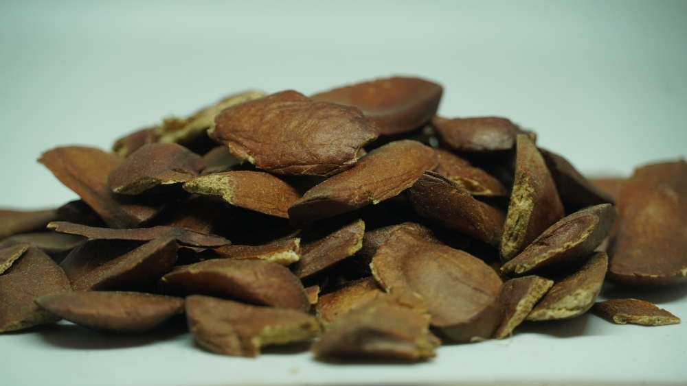 THEN KAI - SWIETENIA MACROPHYLLA / தேன் காய் (कड़वा बादाम)