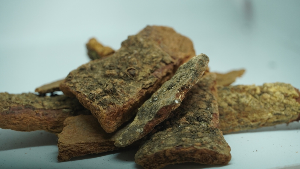 THIRAVIYA BARK - APOROSA lINDLEYANA / திரவிய பட்டை (औषधीय छाल)