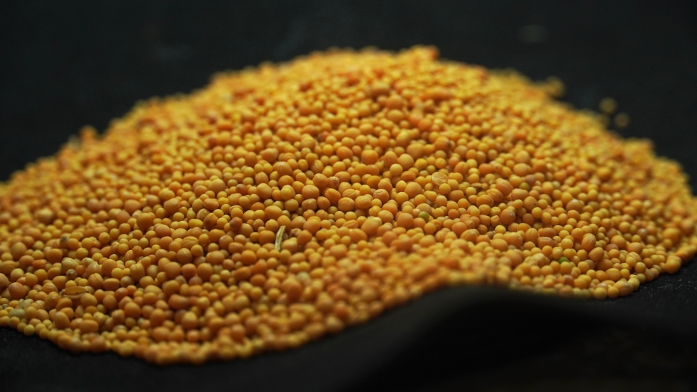 THOGAI’S -” VEN KADUGU”- YELLOW MUSTARD SEEDS RAW/வெண்கடுகு / SINAPIS ALBA / VENKADUGU / കടുക് /  सरसों / SARSON / ఆవాలు / AVALU