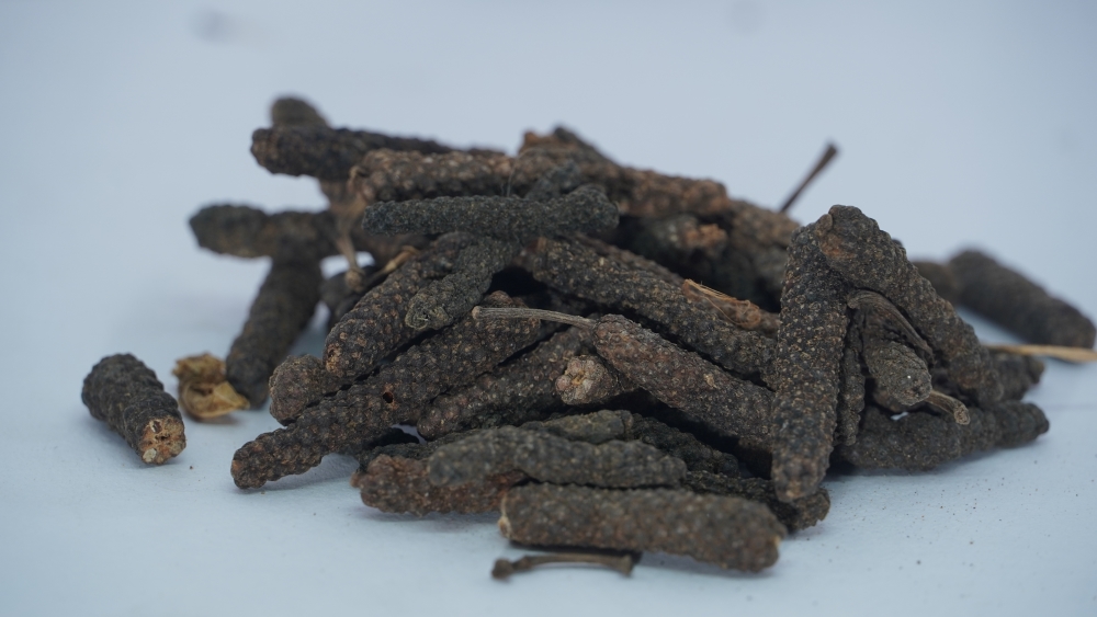 THOGAI’S-”YAANAI THIPILI”-PIPER LONGUM/INDIAN LONG PEPPER/யானை திப்பிலி /YANAI THIPPILI/पिपरा / पिपली / पिप्पली / PIPARA/ PIPLI / PIPPALI / KATTUTHIPPILI / TIPPALI/PIPPALU/ PIPPALI